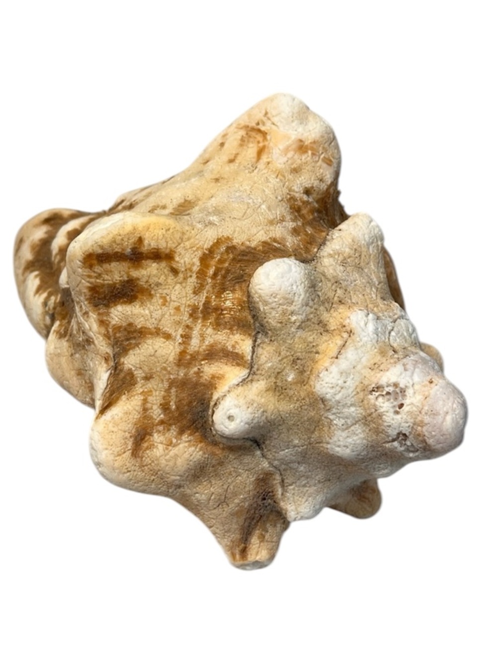 Natural Conch Shell Seashell Decor